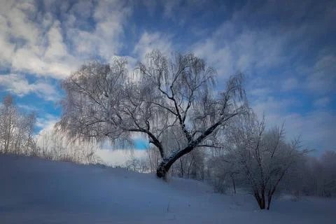Frozen Winter Tree Under Blue Sky  Peaceful Snowy Landscape Stock Photos