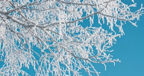 Frozen Winter Trees Covered in White Frost Snow Field 4K Video stock 346472104