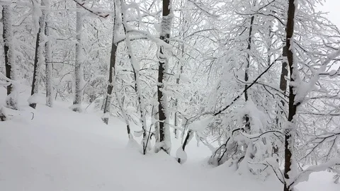 Frozen winter trees 動画素材 87071823