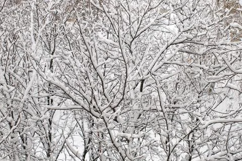Frozen winter trees. Stock Photos