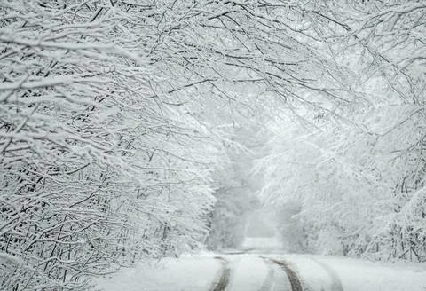Frozen winter trees Stock Photos