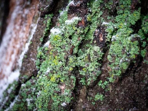 Frozen wintery moss Stock Photos