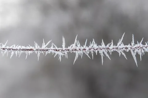 Frozen wire in the shape of barbed wire Stock Photos