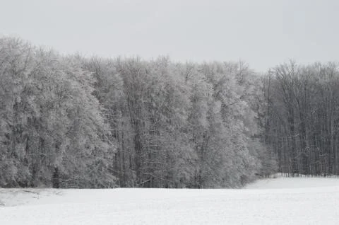 Frozen Woods Stock Photos