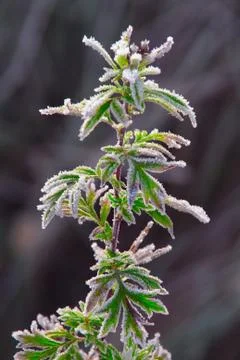 Frozen world Stock Photos