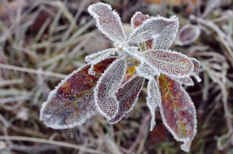 A frozen world Photos