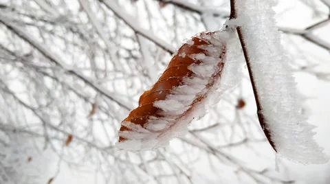 A frozen yellow leaf on a tree in the forest. Stock Photos
