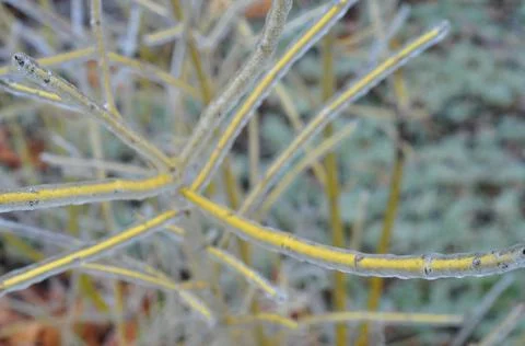 Frozen yellow long thin branches Foto stock