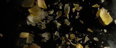 Frozen yellow rose breaks on a dark surface and breaks into small pieces Stock Footage 106004933