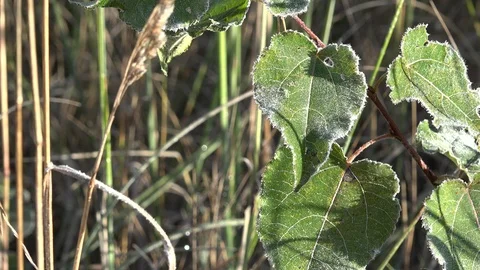 Frozen young tree plant in white meadow grass covered with first rime. 4K Stock Footage 88969945