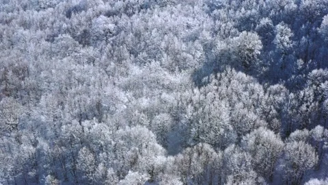 Frozenforest Stock-Footage 148958603