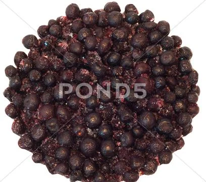 Frozenned whortleberry Stock Photos