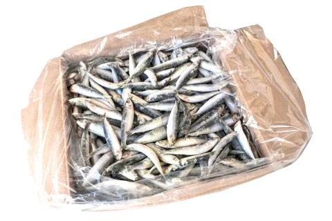 Frozzen fish Stock Photos