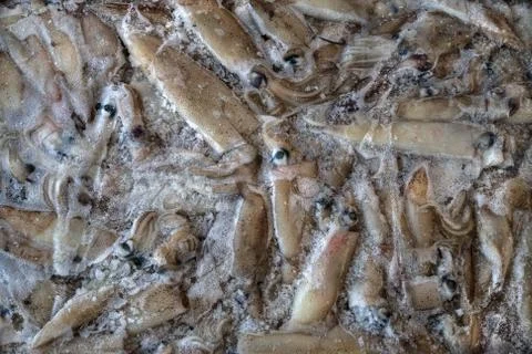 Frozzen fish Stock Photos