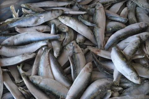 Frozzen fish Stock Photos