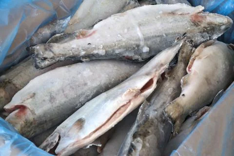 Frozzen fish Stock Photos