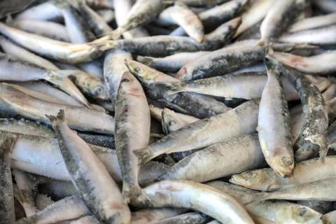 Frozzen fish Stock Photos