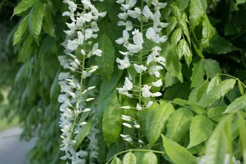 Fructiferous bush Foto stock