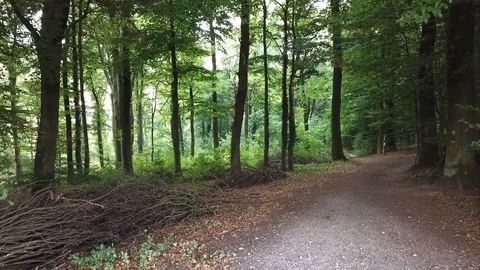 Früher Herbst im Wald 2018 Stockbeeldmateriaal 95091586