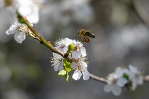  Frühling Ein Vogelkirschbaum steht im Frühling in voller Blüte. Eine Bien Stock Photos