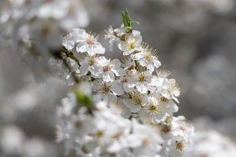  Frühling Ein Vogelkirschbaum steht im Frühling in voller Blüte. Frankfurt Stock Photos