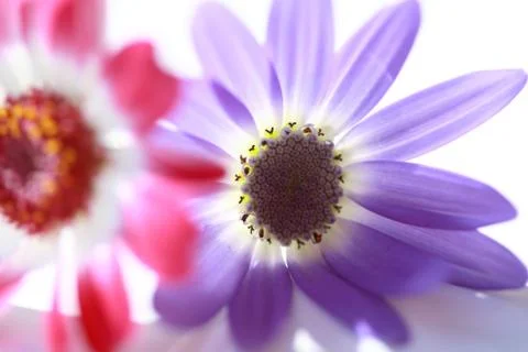 Frühlingsblüten Stock Photos