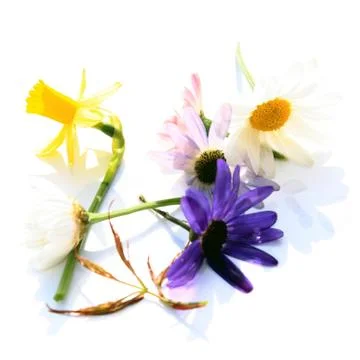 Frühlingsblüten Foto stock