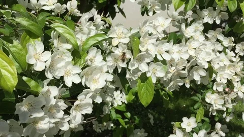 Frühlingserwachen Stock Footage 121107878