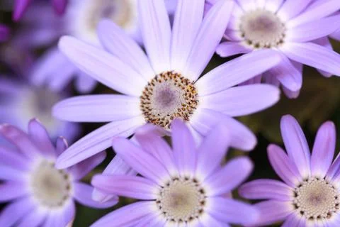 Frühlingserwachen Stock Photos