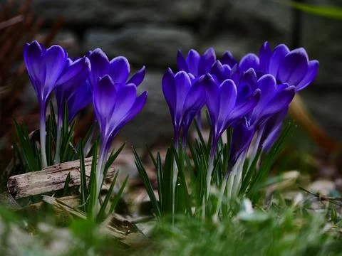 Frühlingserwachen Foto stock