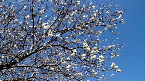 Frui Plum Tree Blossom 库存影片 57372854