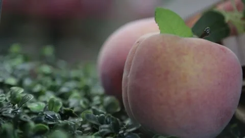 Fruit 3 Video stock 308735376