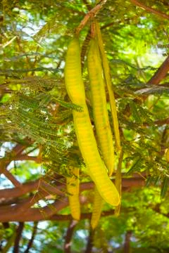 Fruit of an acacia Stock Photos