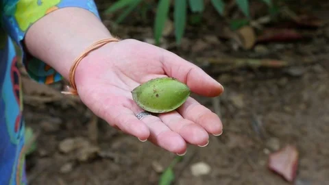 The fruit of the almond tree, the nut is inside. Stock Footage 83840966