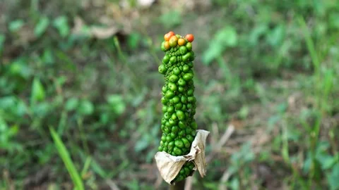 Fruit of Amorphophallus variabilis Stock Footage 275571781