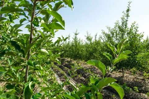 Fruit and apple trees Stock Photos
