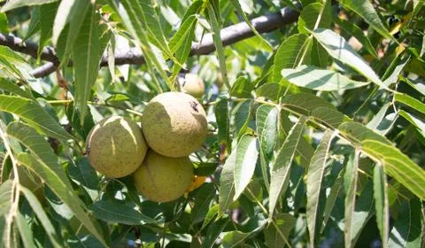 The fruit and leaf of black walnut. Stock Photos
