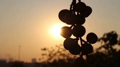 Fruit and sky Stock Footage 72980645