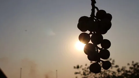 Fruit and sky Stock Footage 72980847