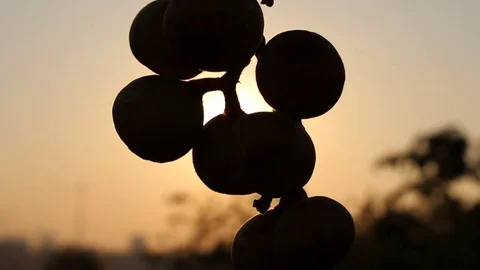 Fruit and sky Stock-Footage 72980856