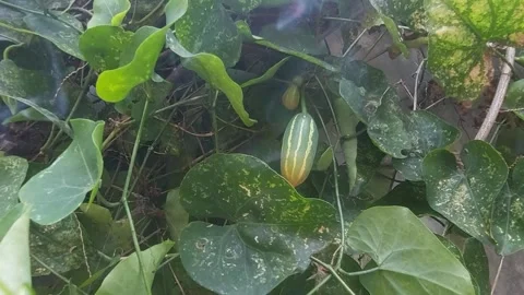 Fruit and Smoke Video stock 297477652