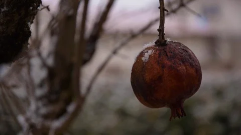 Fruit and Snowfall Stock Footage 101844750