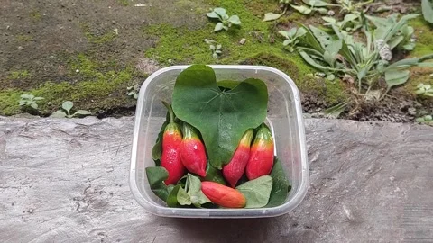 Fruit and Vegetable Stock Footage 301378780