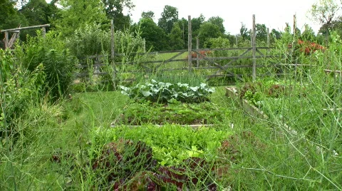 Fruit and vegetable garden Stock Footage 98360