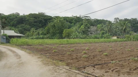 Fruit and vegetable plantations with artificial irrigation in the south of Mahe Видео 331506374