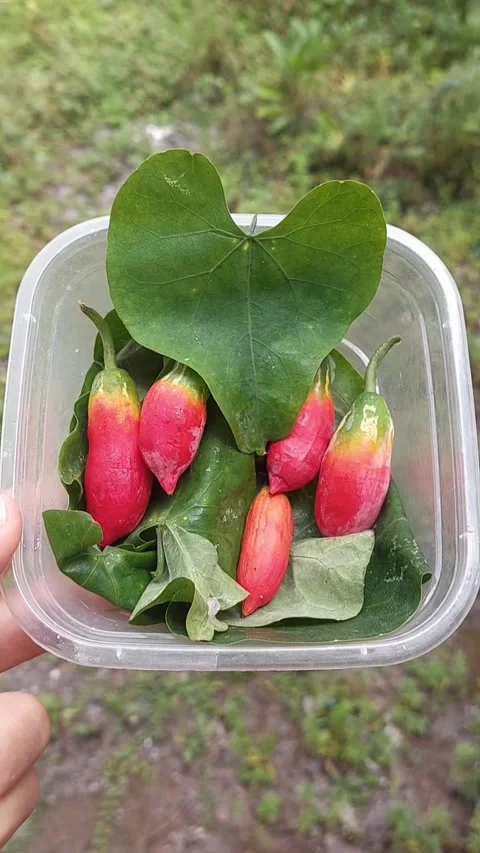 Fruit and Vegetable, Vertical Footage Video stock 301375166