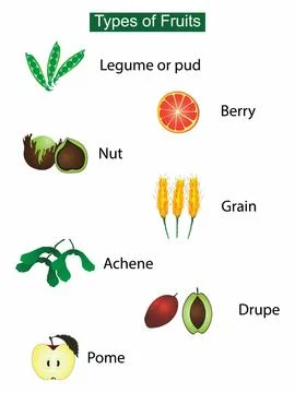 Fruit and vegetables, Vitamins and minerals in fruit and vegetables Stock Illustration