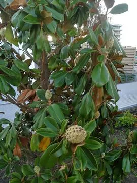 The fruit of the Annona tree Stock-Fotos