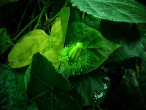 Fruit appears Stock Photos