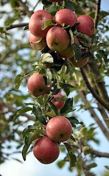 Fruit apple Stock Photos